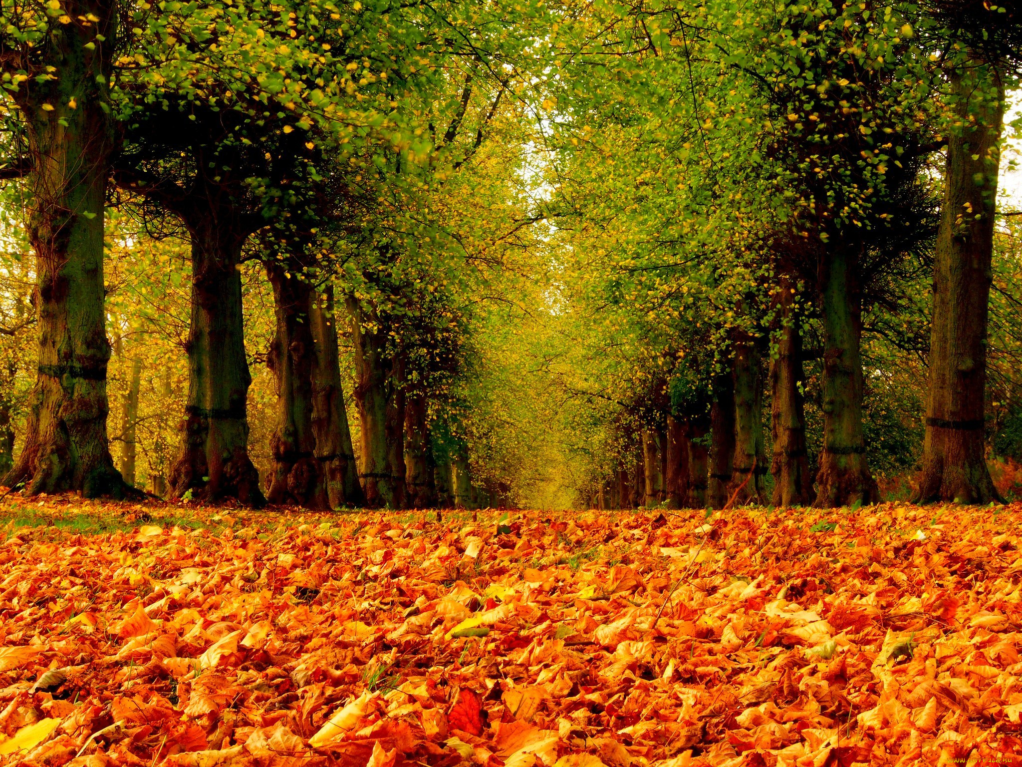 , , , , , , road, colorful, walk, leaves, trees, park, forest, nature, colors, , , fall, path, autumn